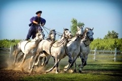 thumbs_lovasbemutató